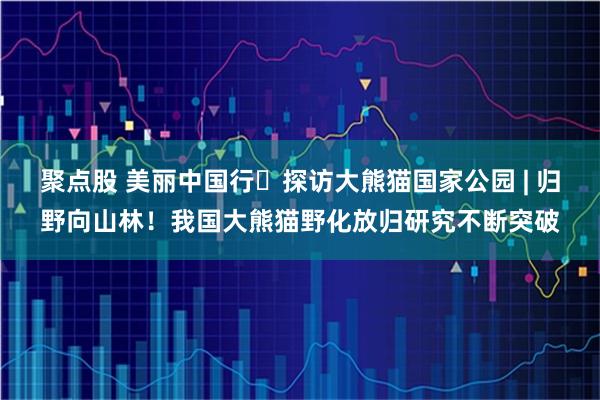 聚点股 美丽中国行・探访大熊猫国家公园 | 归野向山林！我国大熊猫野化放归研究不断突破